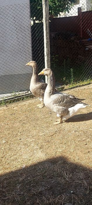 Vand un gascan Tolouse