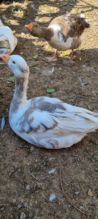 Gâște de un an – sănătoase, crescute natural