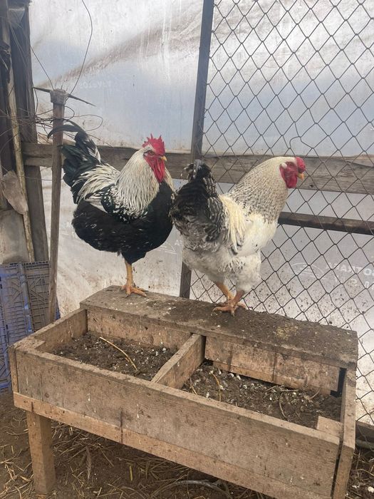 Vând găini Australorp