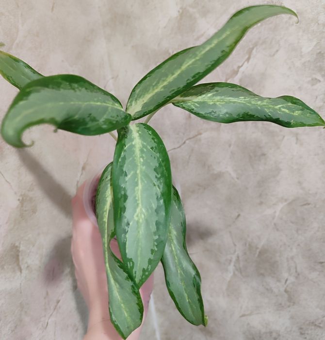 Тайские Аглаонемы