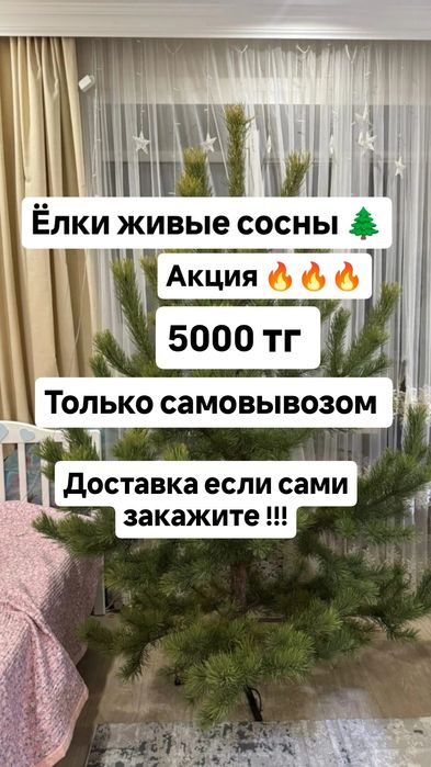 Живые ёлки сосна