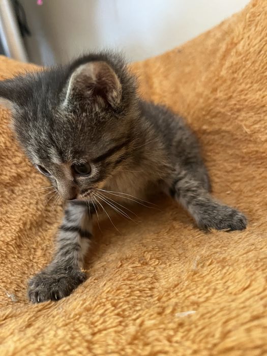 Котенок девочка 1,5 месяца