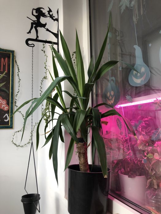 Пальма Юкка