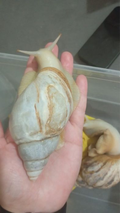 Продам улитку ахатина