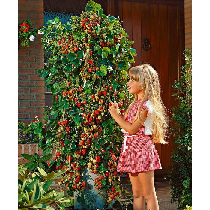 Arbusti Fructiferi  capasuni cataratori