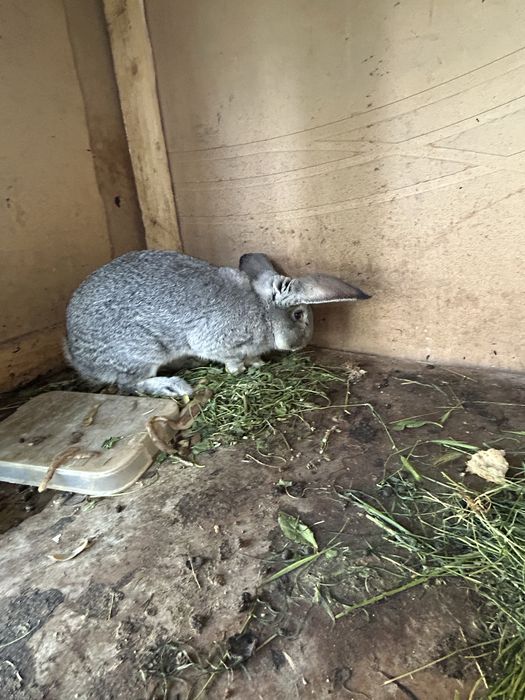 Великан қоян бар