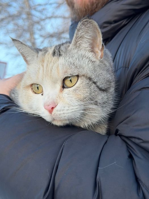 Кошка в добрые руки