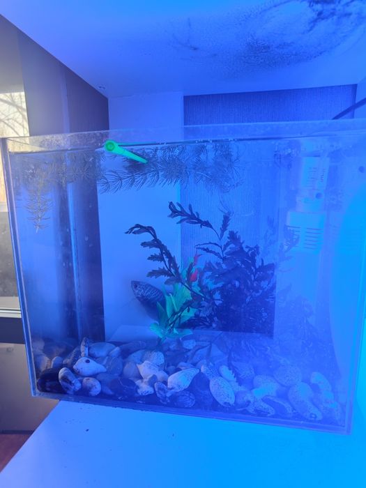 Продам аквариум с рыбкой