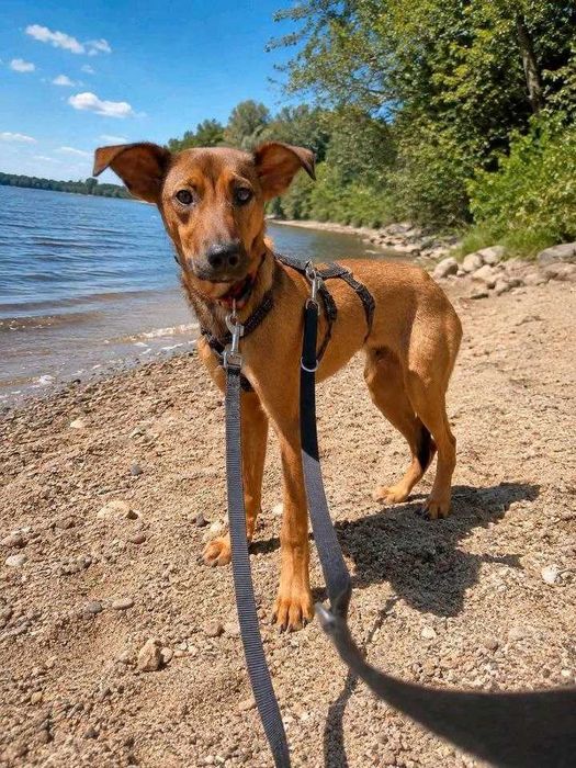 JODA, un câine mascul metis care a fost adoptat.