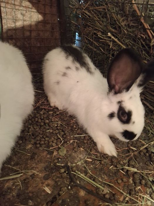 Домашние кролики великаны