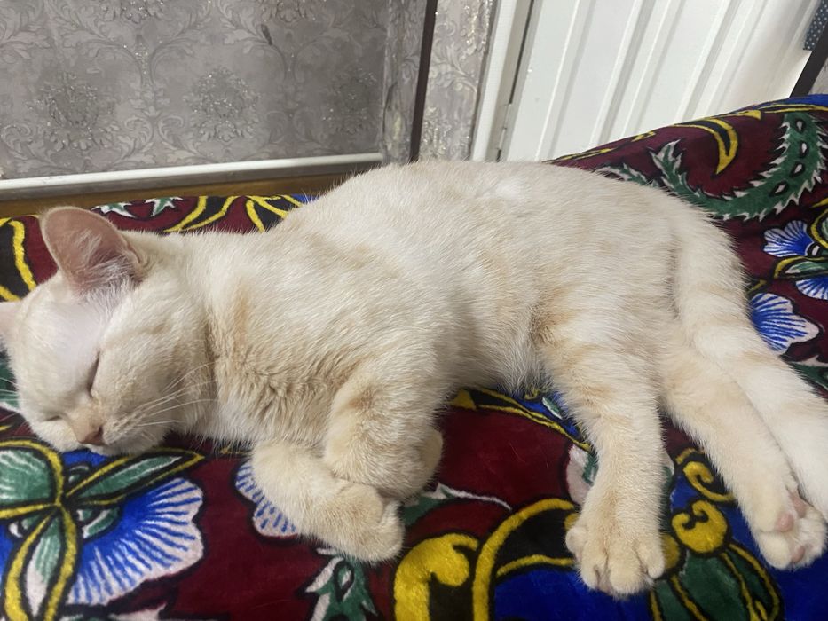 Шиншила мраморный 10ойлик мальчик привязка килинган