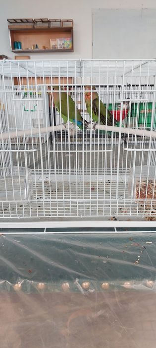 Попугай Неразлучники