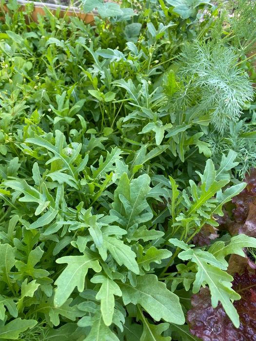 Дача в черте города Актау.