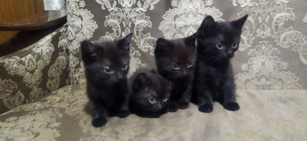 Отдам котят девочка и мальчик