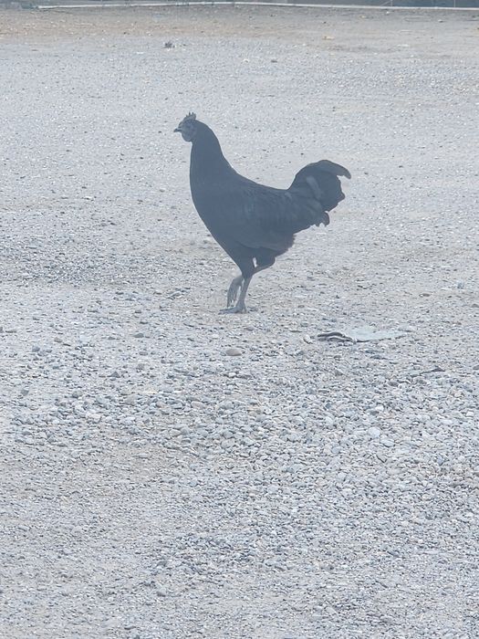 Uhayli toviqlar va hurozlari