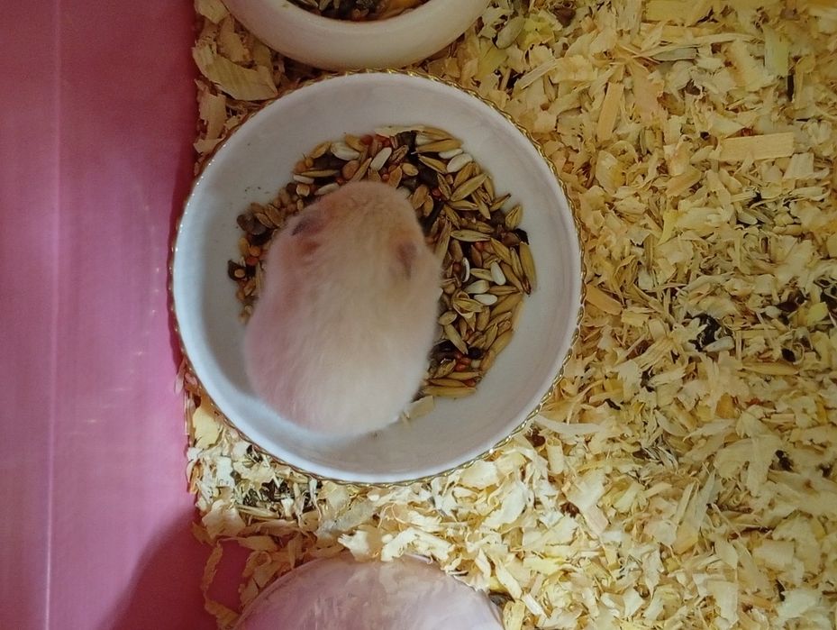 Продам в хорошие руки