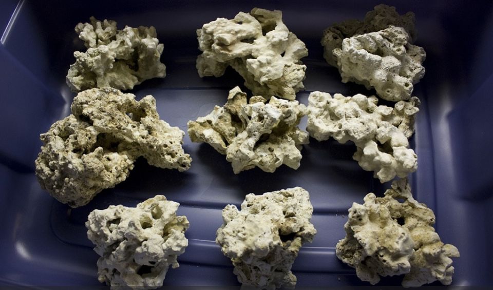 Живой рифовый камкнь