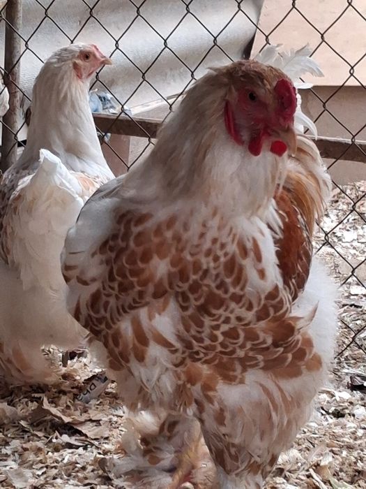 Куры брама Белые золото