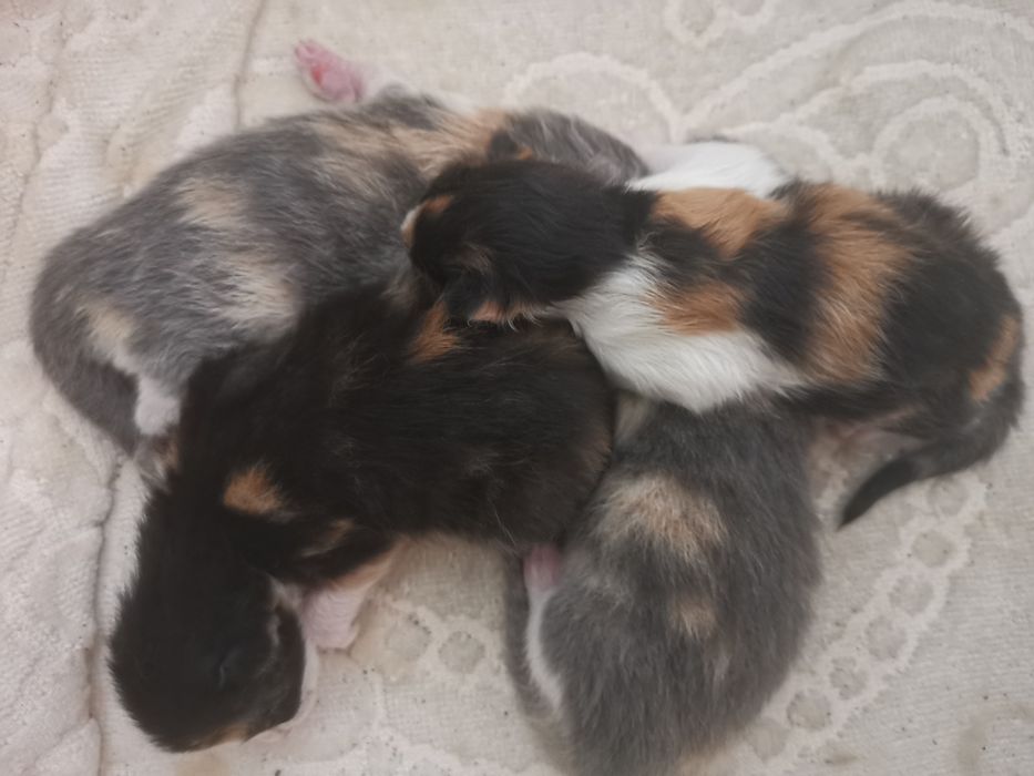 Бебета шарени Котенца