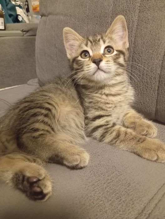 sotiladi mushukchalar