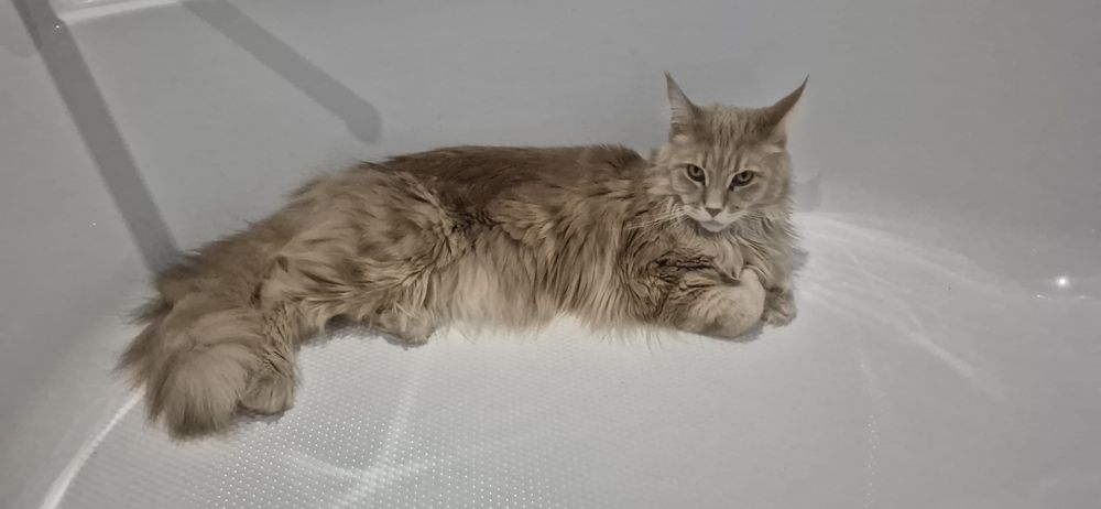 Maine Coon Polydactyi