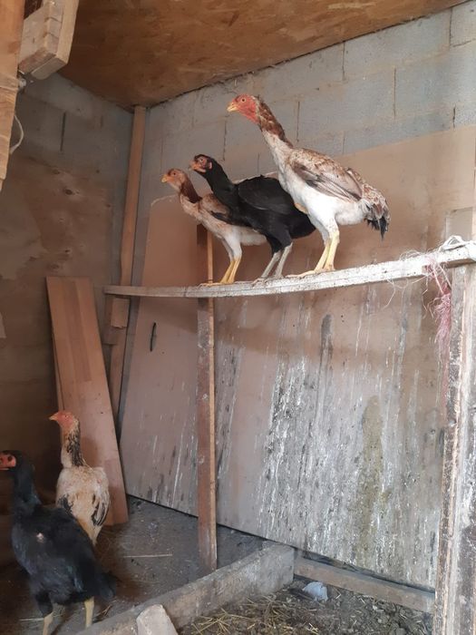 Бойцовие дакантауықтар