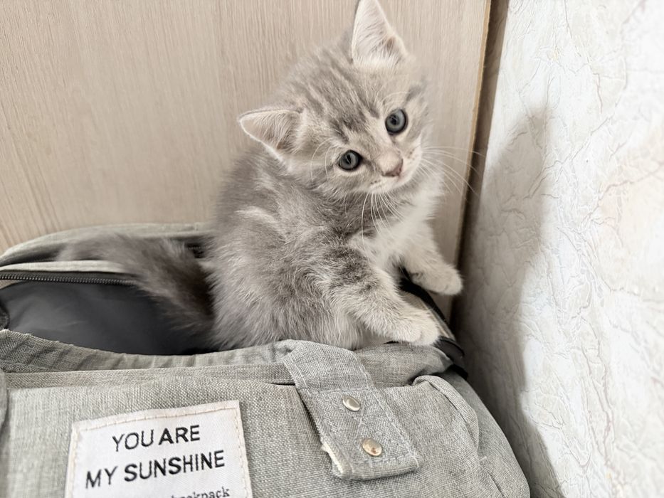 Продам котят вислоухий и прямоухий