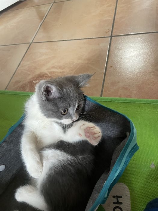 Mushukcha persidiskiy+ turetskiy angora