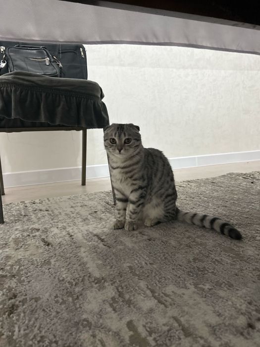 Продается кошка 30.000