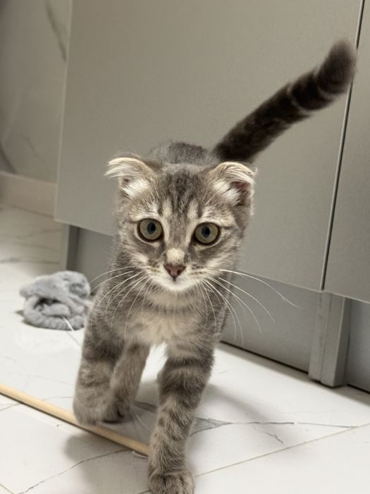 Шотландская вислоуха кошка