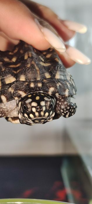Черная прудовая черепаха (Geoclemys hamiltonii).
