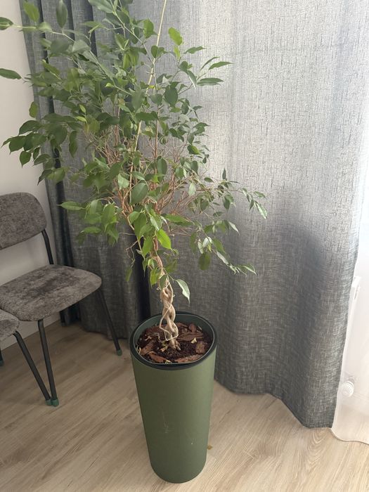 Фикус Бенджамина