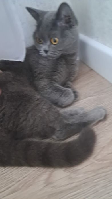 Отдам кота в хорошие руки
