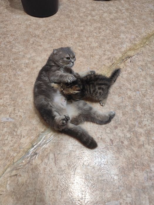 Шотланские Вислоухие котята
