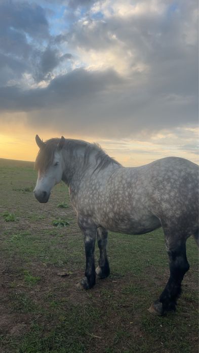 Iapa de vanzare, 6 anii