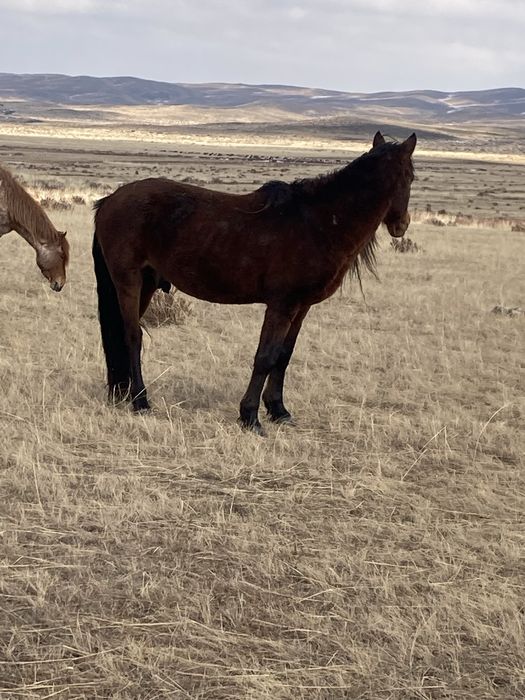 Айгыр сатамын айрбаста бар