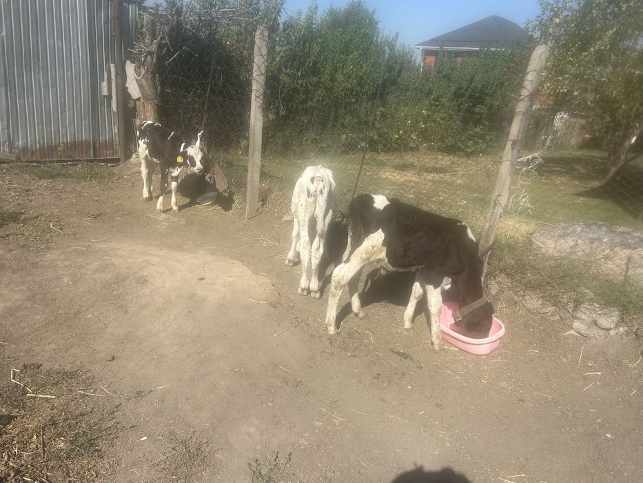 Продам телят галштины