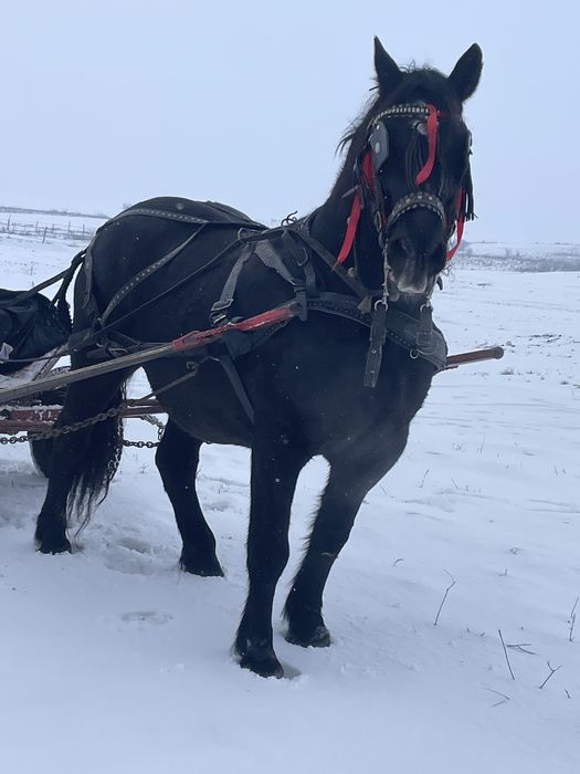 Iapa linia fitero cu ștant 7 ani