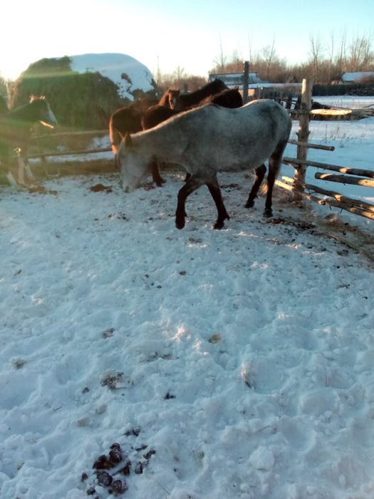 Продам кобылу жребую