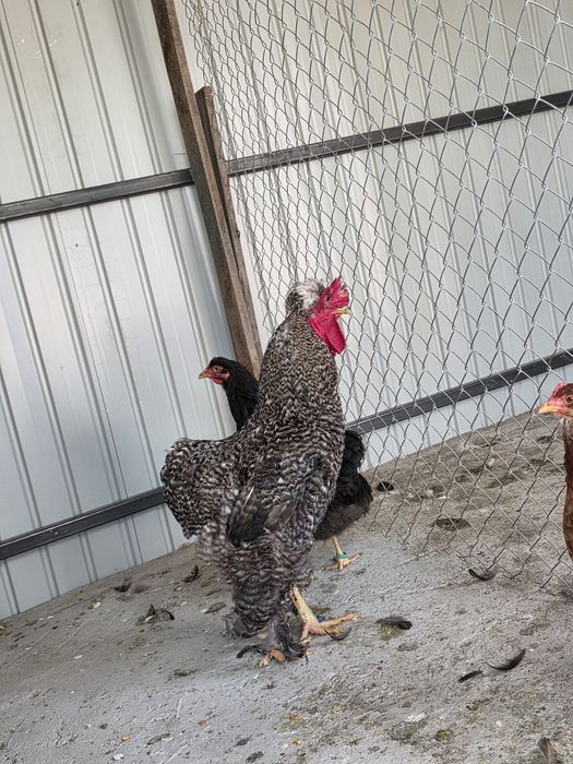 Vând gâște ,rațe mute,cocoși