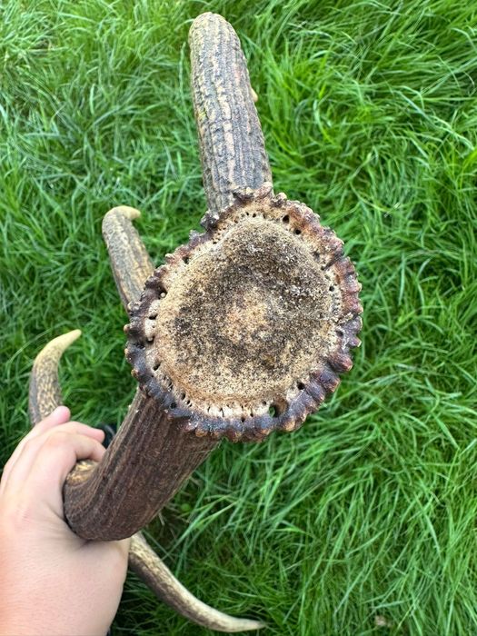 Vând corn de cerb cu 5 coarne