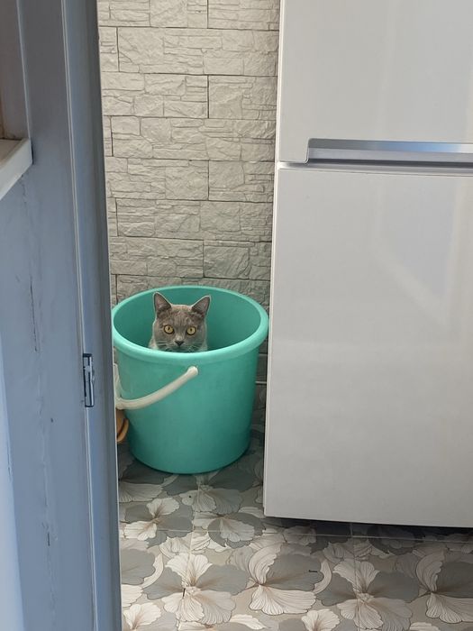 Отдам кота в добрые руки