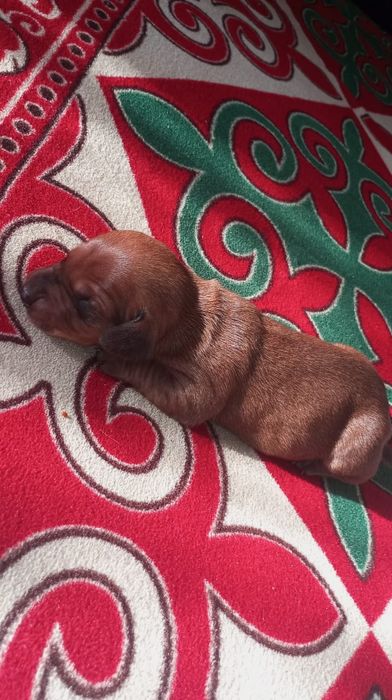 Щенки таксы бронь