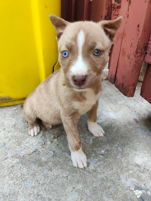 Donez catelusi jucausi amataff corcit cu husky