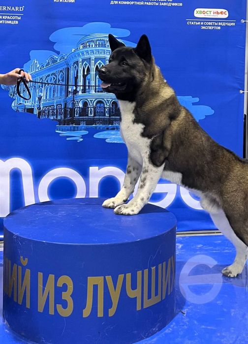 Щенки красивые с документами