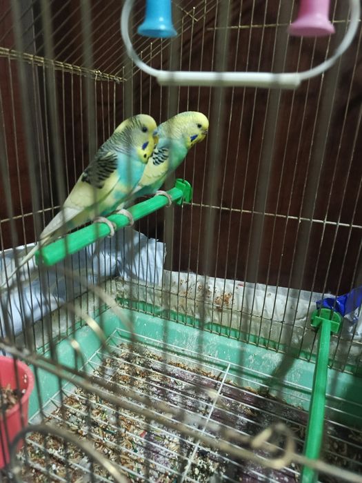 Волнистые попугаи