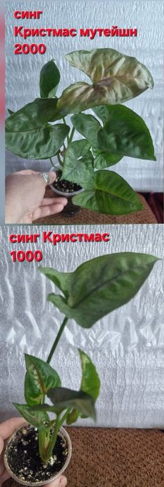 Сингониумы домашние