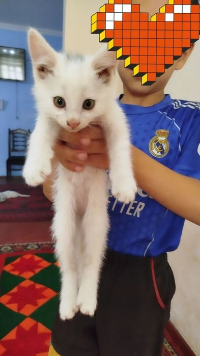 Appaq pıshıqlar besew. Úshewi bala ekewi qız