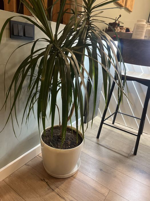 Комнатное растение Драцена пальма