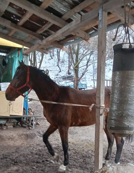 Срочно продам айгыр